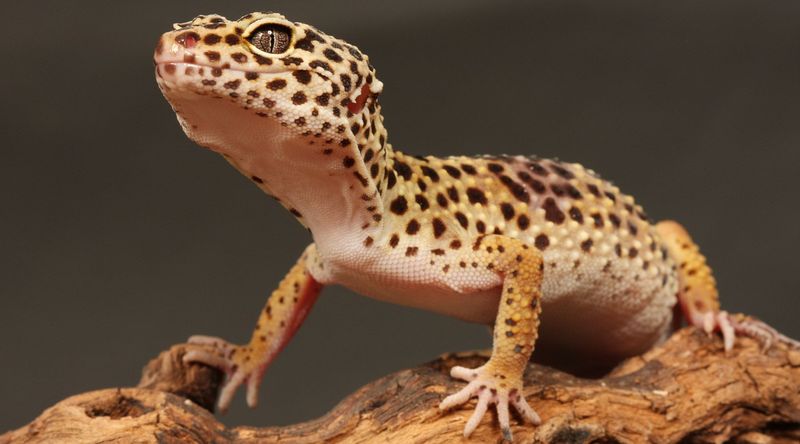 Leopard Gecko