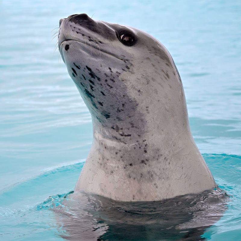 Leopard Seals