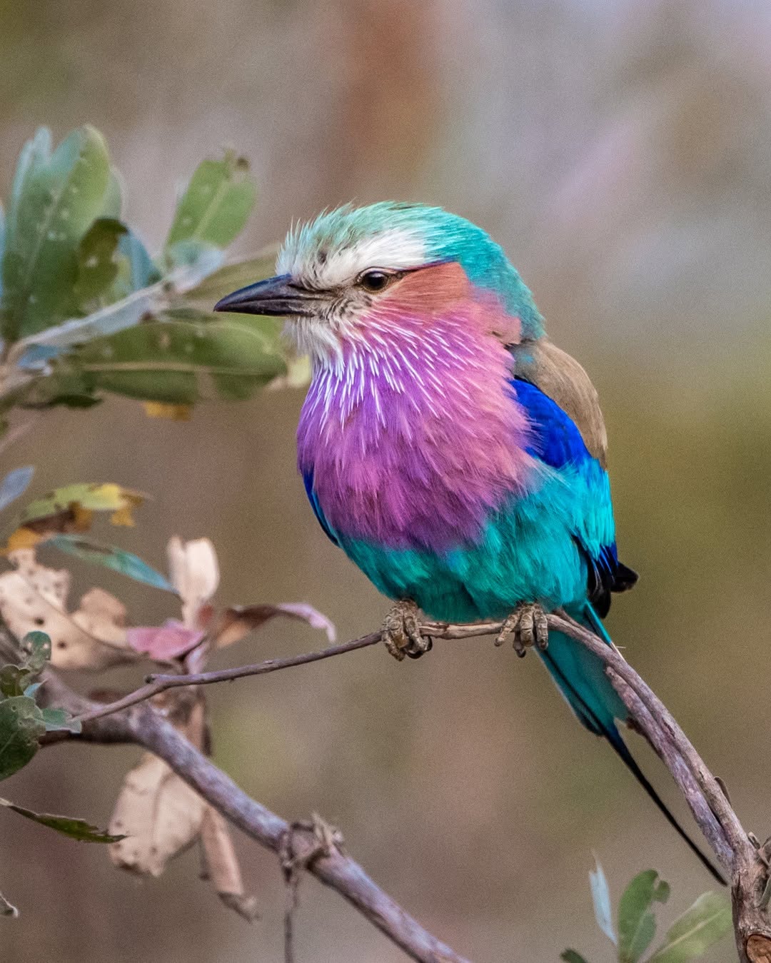 Meet the Birds With the Most Stunning Feathers You've Ever Seen