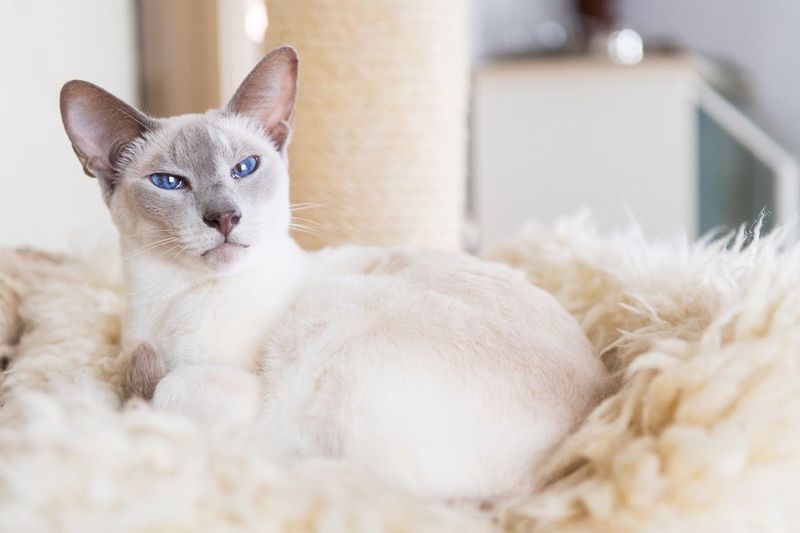 11 Beautiful Snowshoe Cat Colors