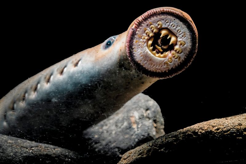 Living Fossils: The 10 Oldest Animal Species Still Alive Today