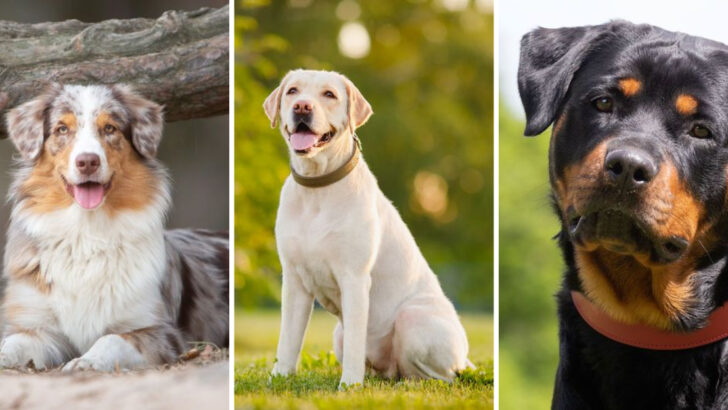 10 Impressive Dog Breeds That Pick Up Commands Fast