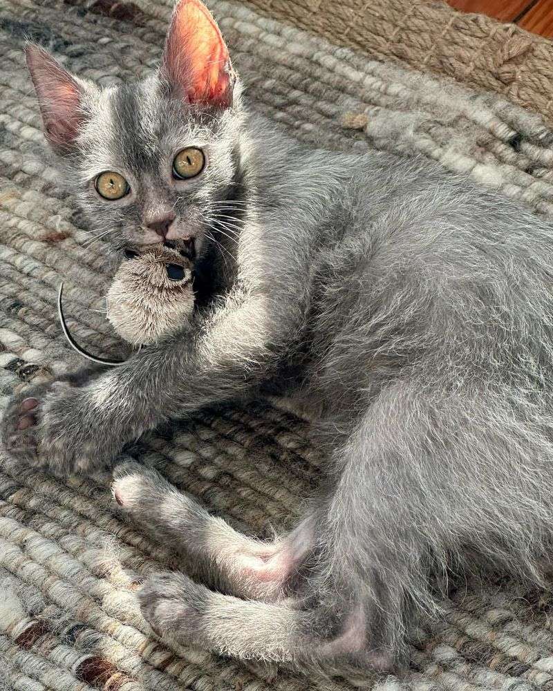 Lykoi