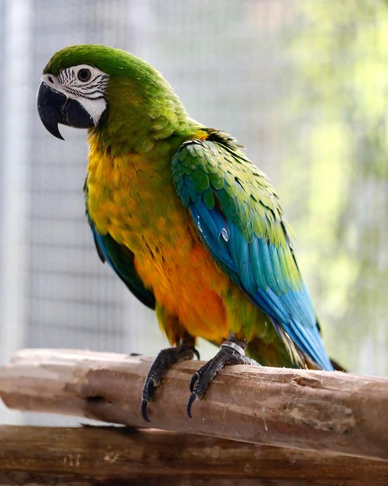 Macaws