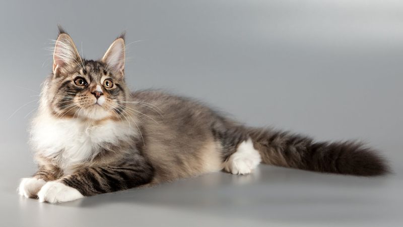 Maine Coon