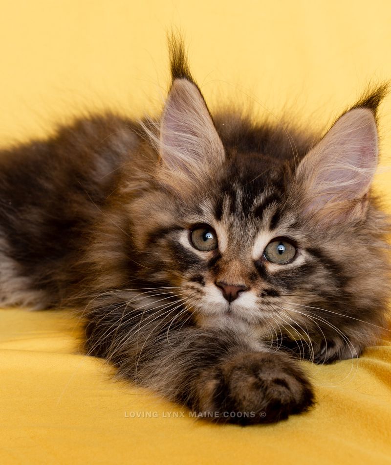 Maine Coon