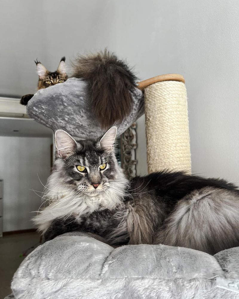 Maine Coon