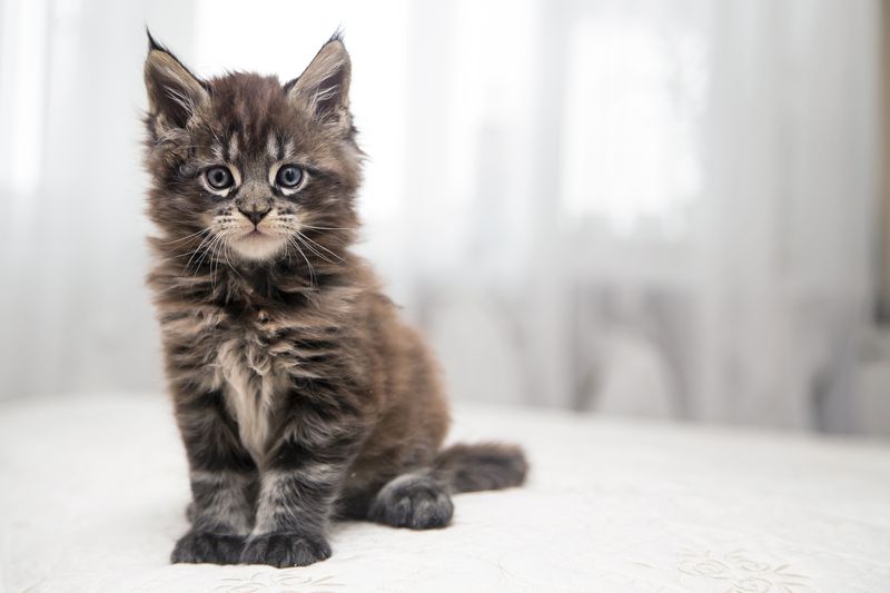 Maine Coon