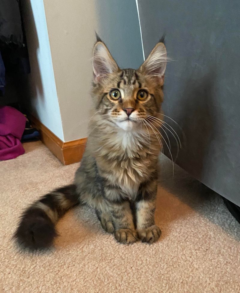 Maine Coon