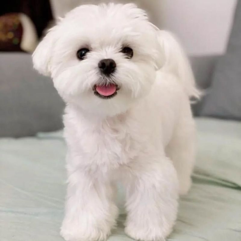 Maltese