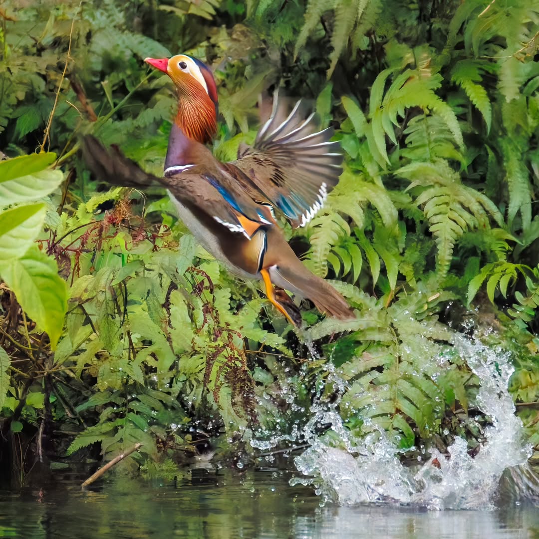 Meet the Birds With the Most Stunning Feathers You've Ever Seen