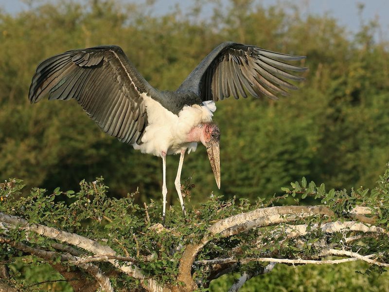 Marabou Stork