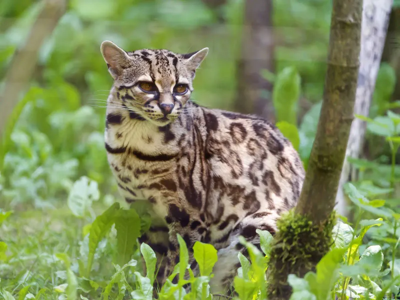 Margay