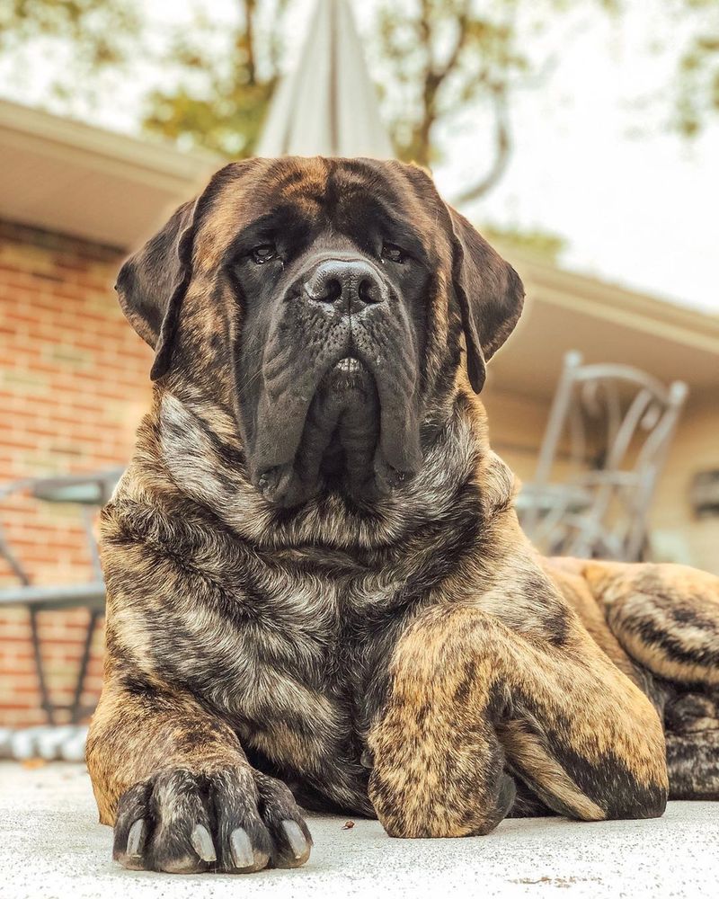 Mastiff