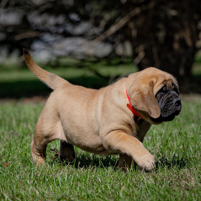 Mastiff