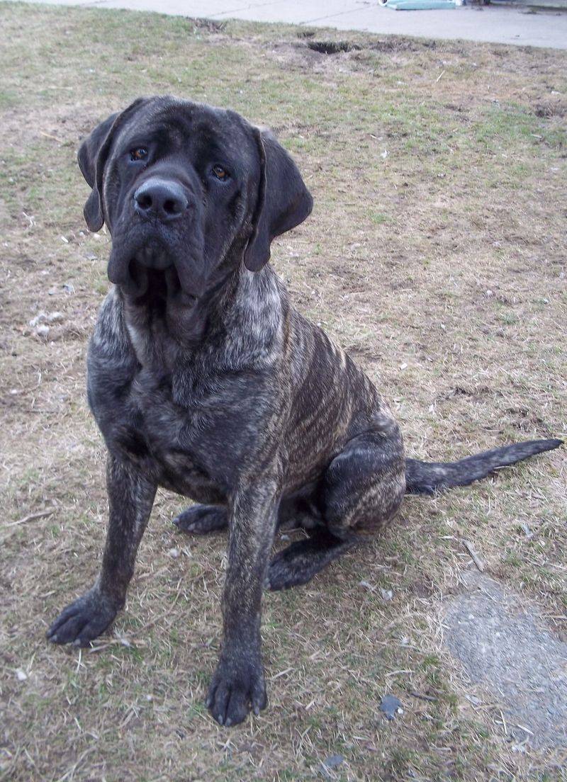 Mastiff