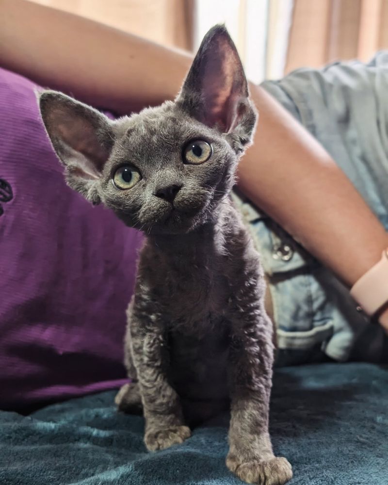 Meet 12 Grey Cat Breeds That Are Pure Purr-fection!