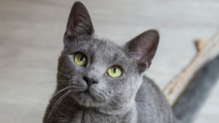 Meet 12 Grey Cat Breeds That Are Pure Purr-fection!