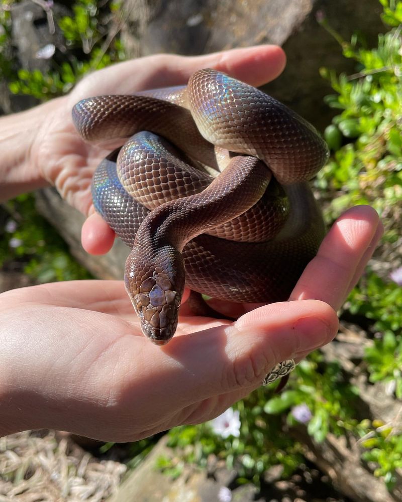 Meet the 10 Friendliest Snakes You’d Actually Want to Hold