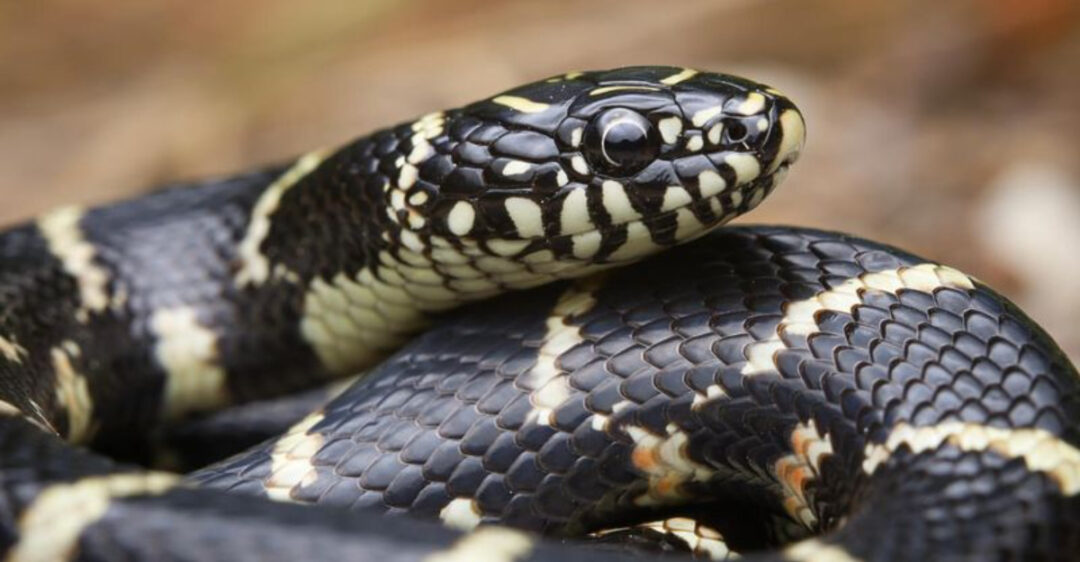 Meet the 10 Friendliest Snakes You’d Actually Want to Hold