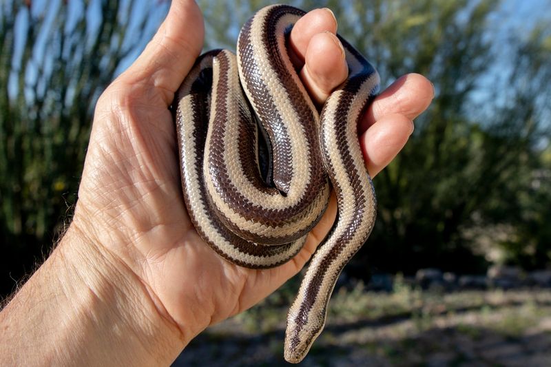 Meet the 10 Friendliest Snakes You’d Actually Want to Hold