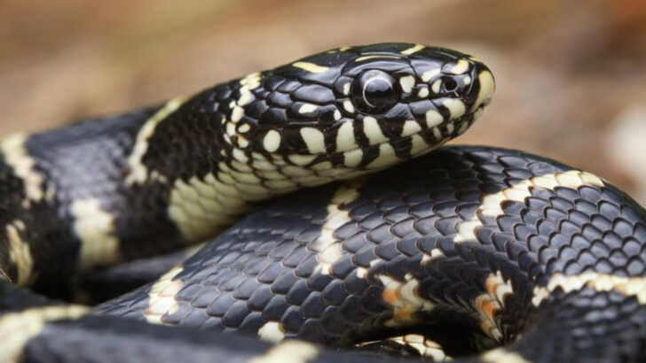 Meet the 10 Friendliest Snakes You’d Actually Want to Hold