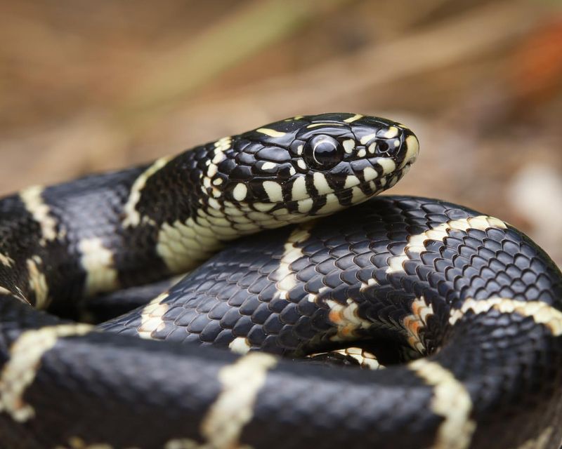 Meet the 10 Friendliest Snakes You’d Actually Want to Hold