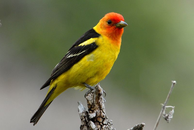 Meet the 10 Most Beautiful Yellow and Black Birds in Nature