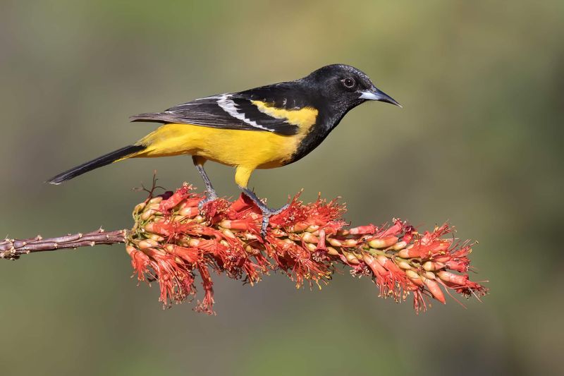 Meet the 10 Most Beautiful Yellow and Black Birds in Nature