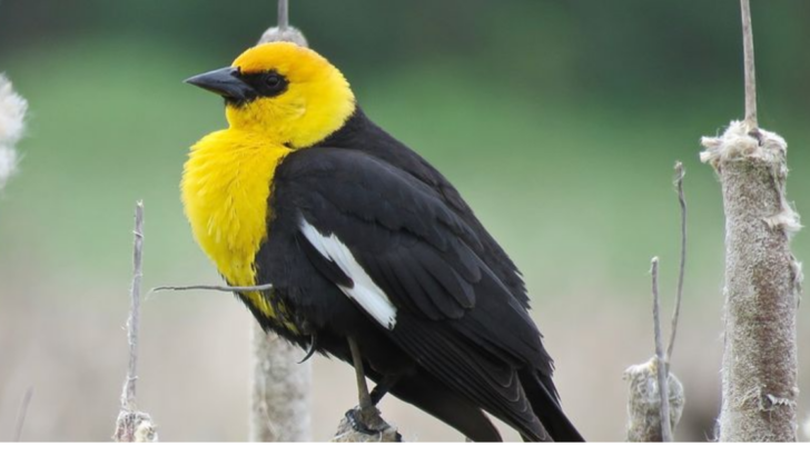 Meet the 10 Most Beautiful Yellow and Black Birds in Nature