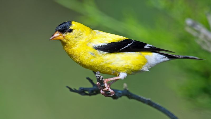 Meet the 10 Most Beautiful Yellow and Black Birds in Nature