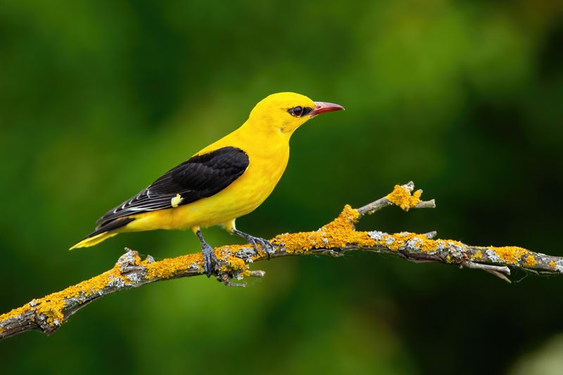 Meet the 10 Most Beautiful Yellow and Black Birds in Nature