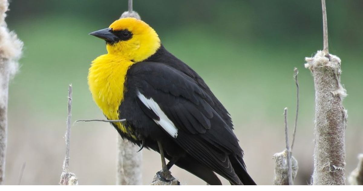 Meet the 10 Most Beautiful Yellow and Black Birds in Nature