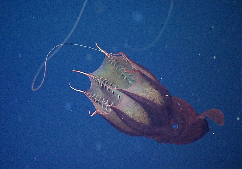 Meet the 5 Strangest Deep-Sea Creatures That Lurk in the Bottom of the Ocean