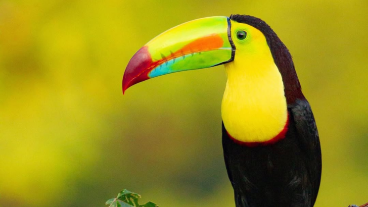 Meet the 13 Birds With the Most Stunning Feathers You’ve Ever Seen