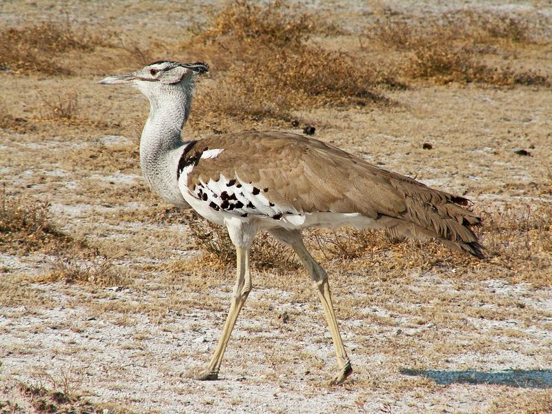 Meet the Giants of the Sky: The 10 Largest Flying Birds in the World