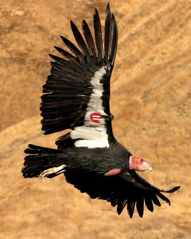 Meet the Giants of the Sky: The 10 Largest Flying Birds in the World