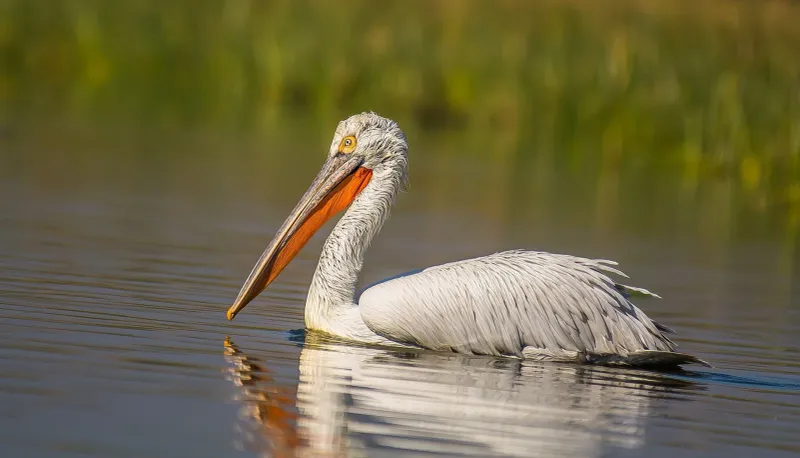 Meet the Giants of the Sky: The 10 Largest Flying Birds in the World