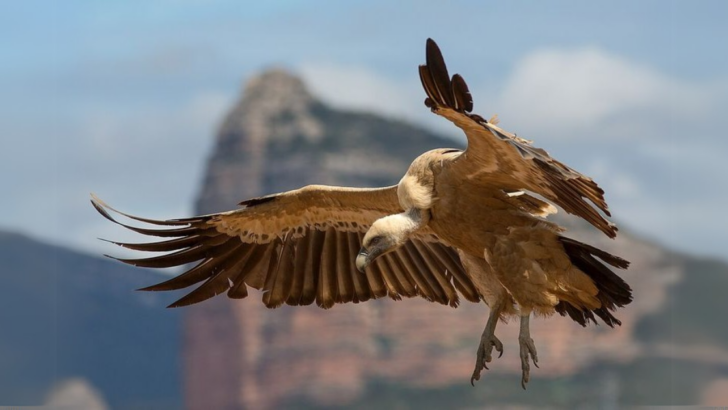 Meet the Giants of the Sky: The 10 Largest Flying Birds in the World