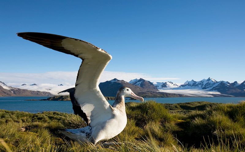 Meet the Giants of the Sky: The 10 Largest Flying Birds in the World