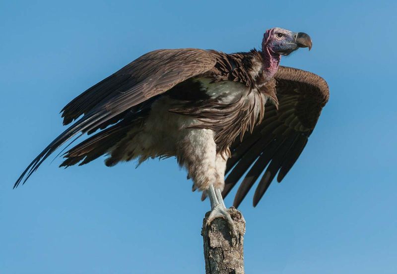 Meet the Giants of the Sky: The 10 Largest Flying Birds in the World