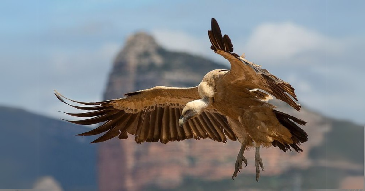 Meet the Giants of the Sky The 10 Largest Flying Birds in the World