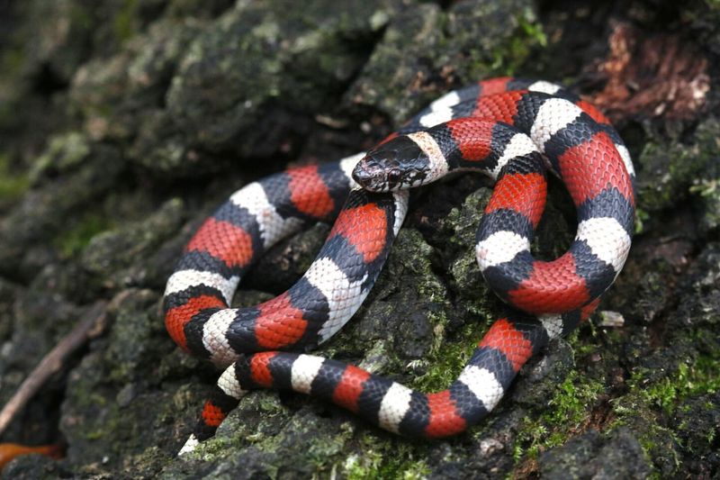 Milk Snake