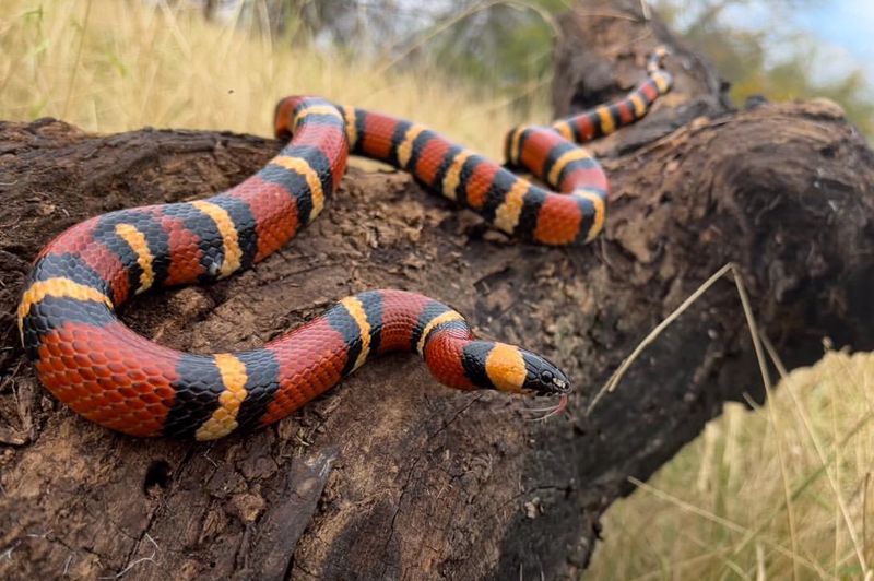 Milk Snake