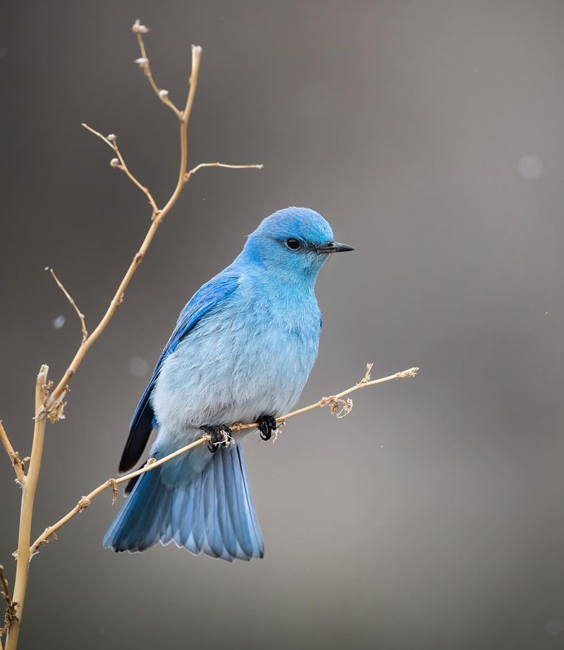 Mountain Bluebird