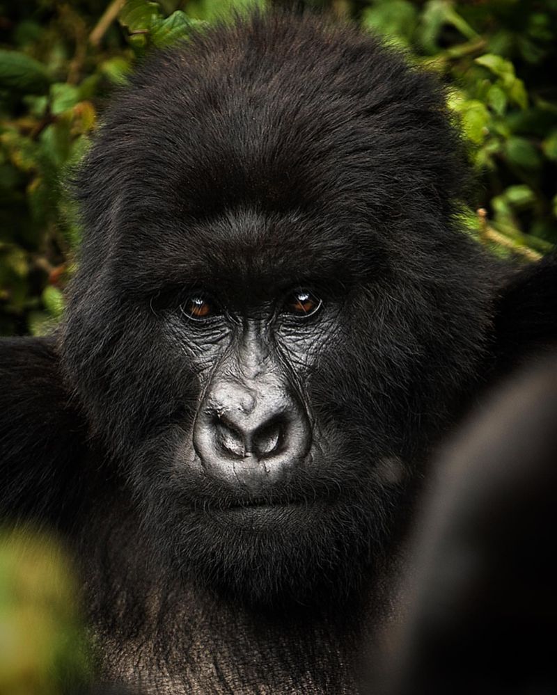 Mountain Gorilla