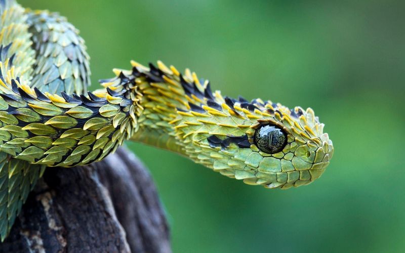 Myth 10: Snakes Are Evil