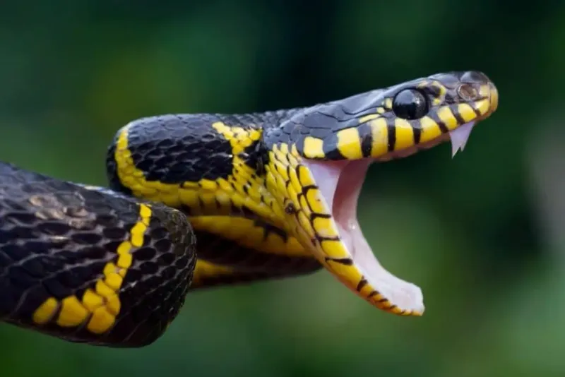 Myth 6: Snakes Are Deaf