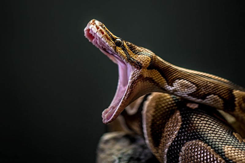 Myth 8: Snakes Can Dislocate Their Jaws