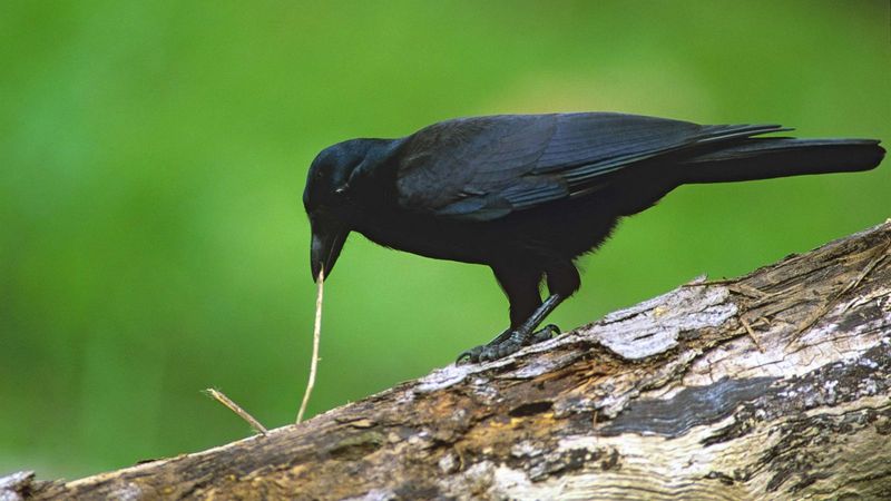 New Caledonian Crows